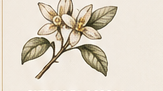 Botanical drawing of citrus blossom