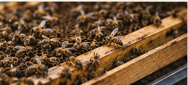 A strong honey bee colony covering wooden frames