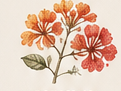 Botanical drawing of poinciana flowers