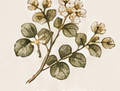 Botanical drawing of sea grape flowers