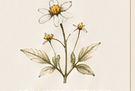 Botanical drawing of Spanish needle flowers