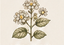 Botanical drawing of lantana flowers