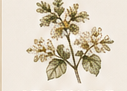 Botanical drawing of wild tamarind flowers